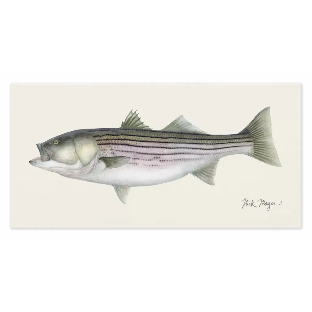 Striped Bass, 30 lbs Canvas Print